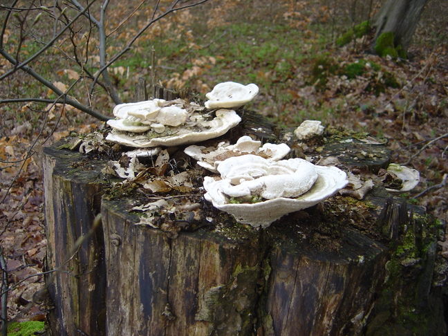 DSC05399